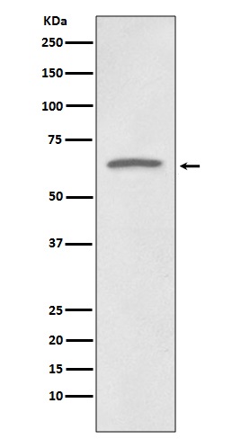 p73 Rabbit mAb