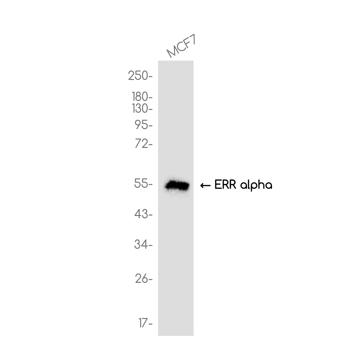 ERR alpha Rabbit mAb