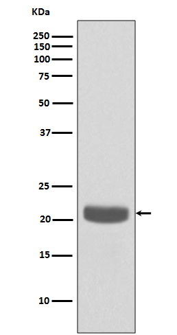 RKIP Rabbit mAb