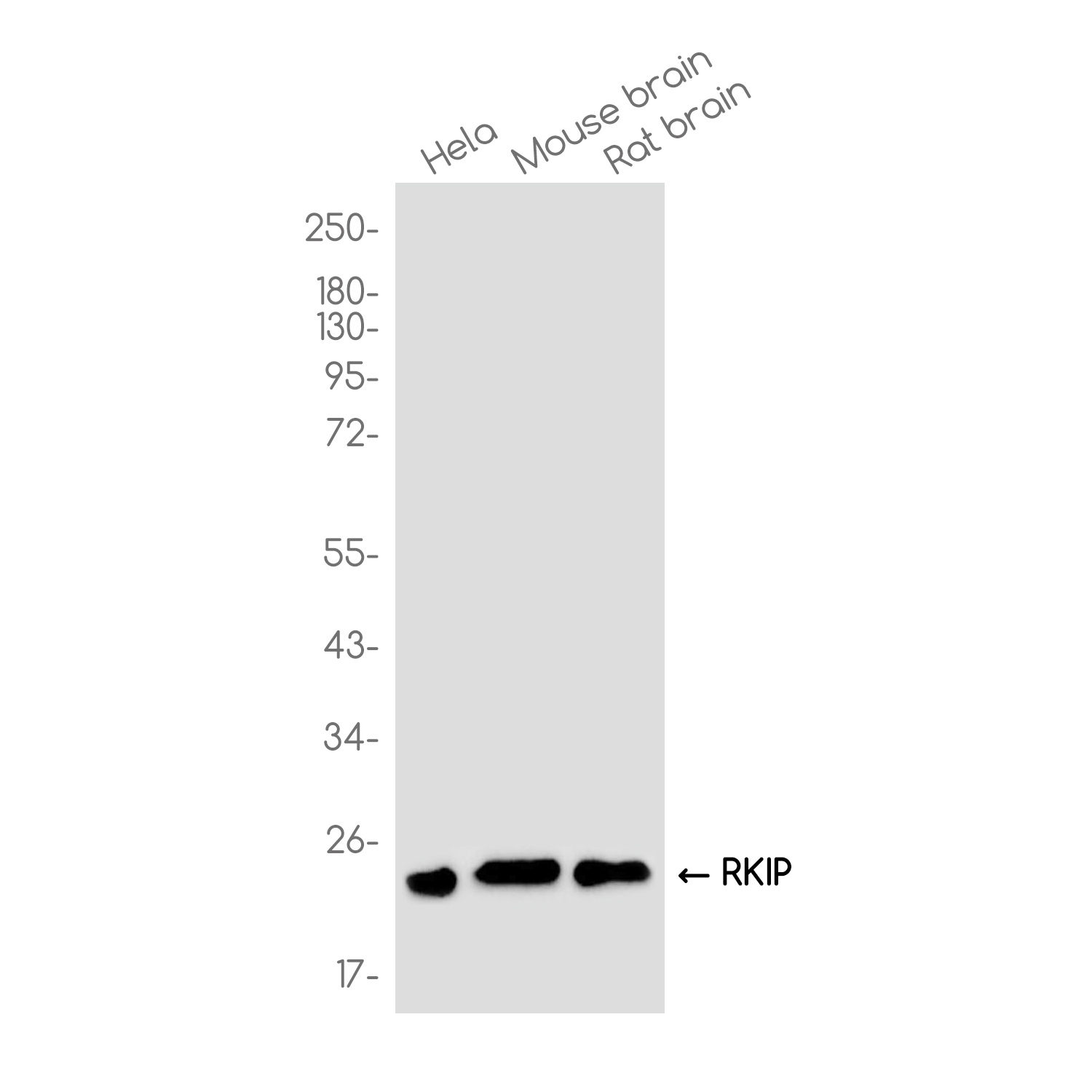 RKIP Rabbit mAb