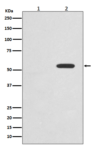 Phospho-c-Myc (Thr58) Rabbit mAb