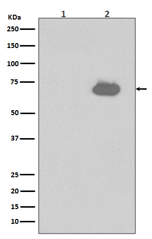 Phospho-SHP2 (Tyr542) Rabbit mAb