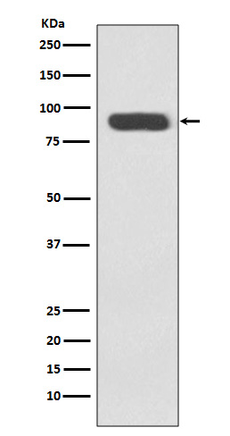 Ku80 Rabbit mAb