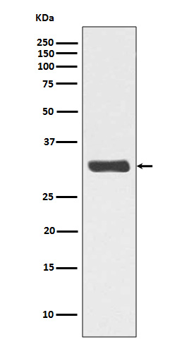 Phospho-RPA2 (Thr21) Rabbit mAb