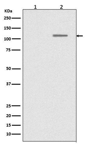 Phospho-SIRT1 (Ser47) Rabbit mAb