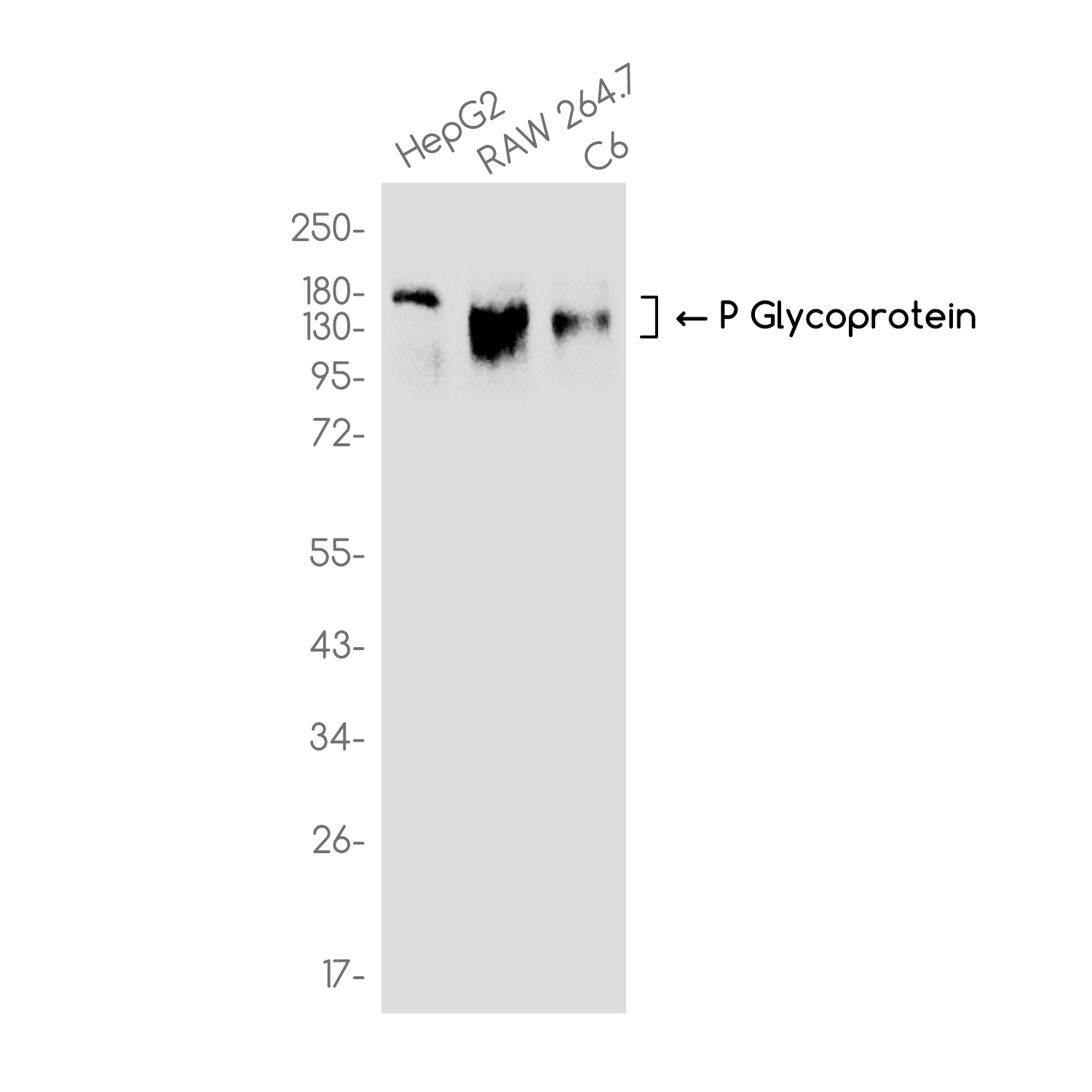 P Glycoprotein Rabbit mAb