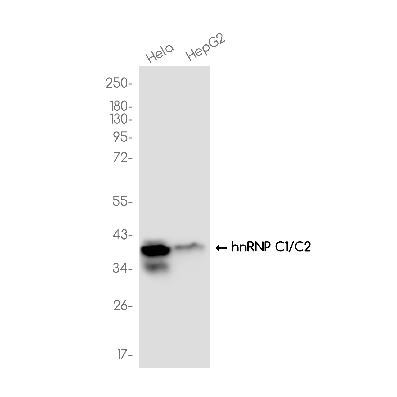 hnRNP C1/C2 Rabbit mAb