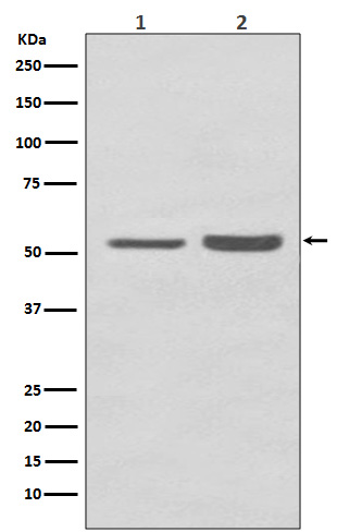 PRPF19 Rabbit mAb