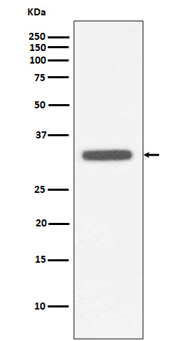 MyD88 Rabbit mAb