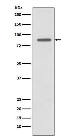 CD168 Rabbit mAb