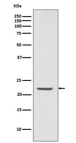 ASC Rabbit mAb