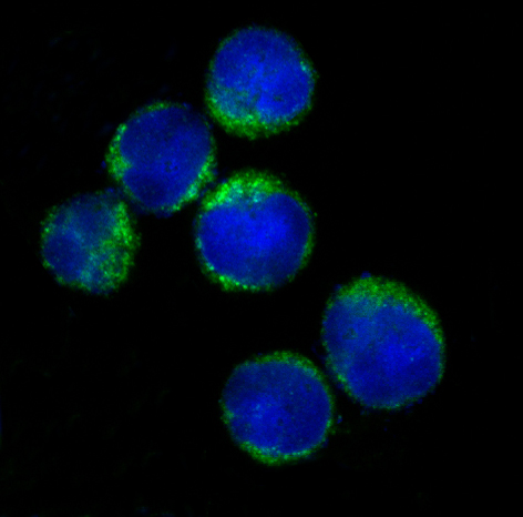 HLA DR Rabbit mAb