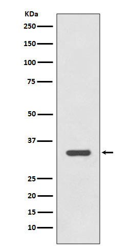 HLA DR Rabbit mAb