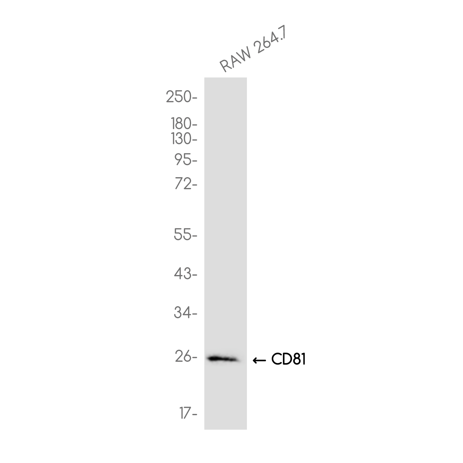 CD81 Rabbit mAb