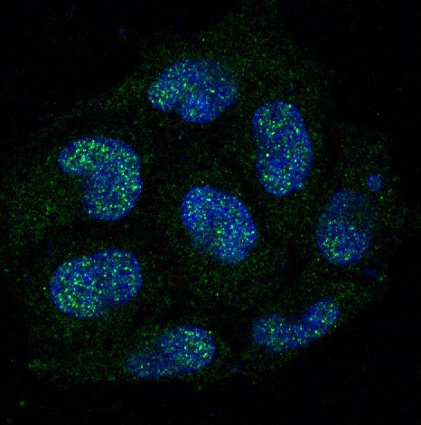 Caspase 8 Rabbit mAb