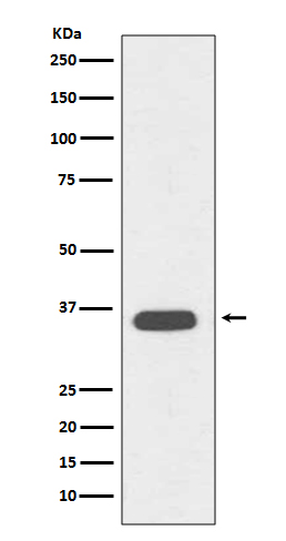 CD68 Rabbit mAb