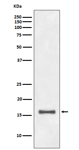 DiMethyl-Histone H3 (Lys9) Rabbit mAb