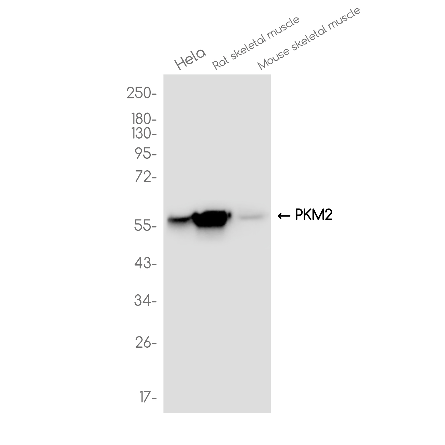 PKM2 Rabbit mAb