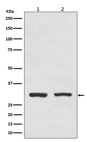 Bcl10 Rabbit mAb