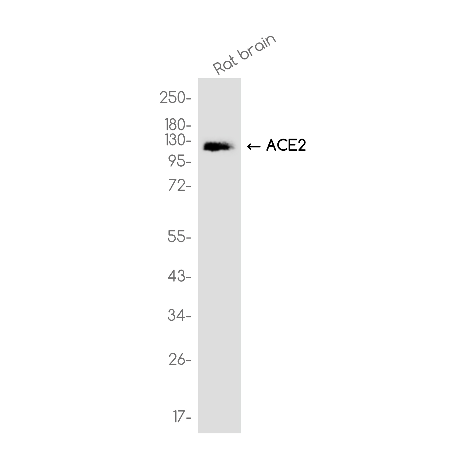 ACE2 Rabbit mAb