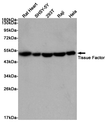 Tissue Factor Rabbit mAb