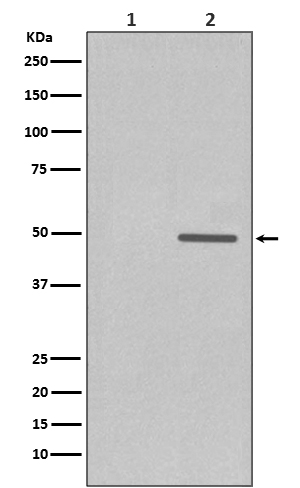 Phospho-Cyclin E1 (Thr77) Rabbit mAb