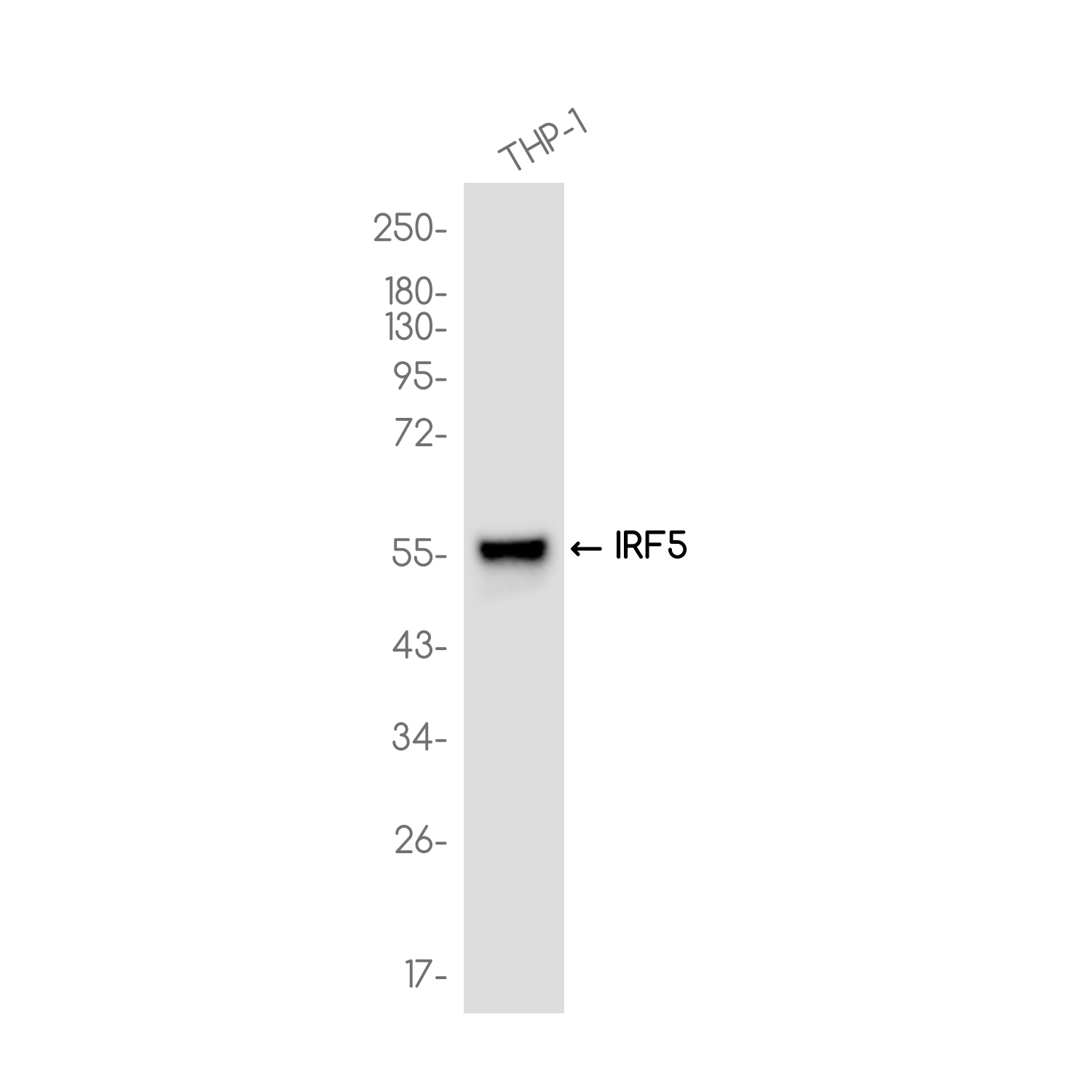 IRF5 Rabbit mAb