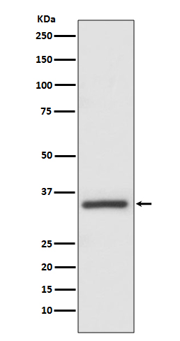 Caspase 6 Rabbit mAb