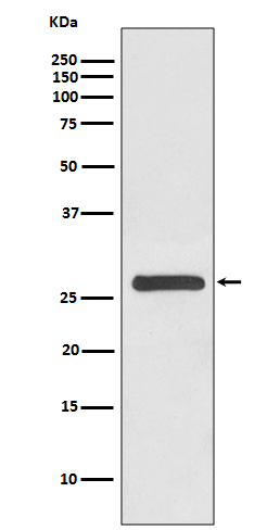 14-3-3 gamma Rabbit mAb