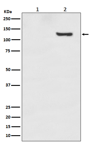 Phospho-SIRT1 (Thr530) Rabbit mAb