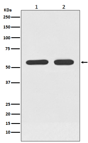 ATF7 Rabbit mAb