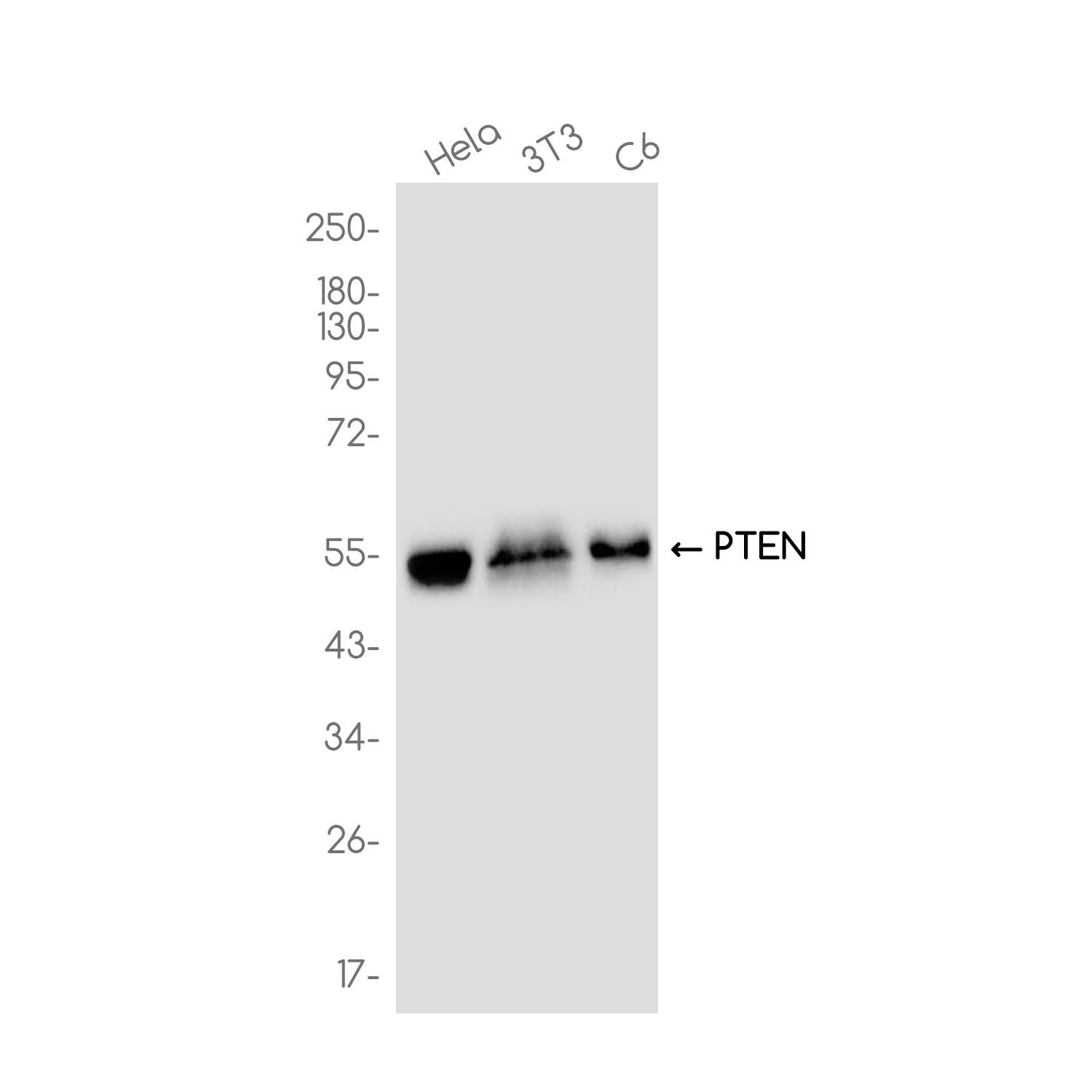 PTEN Rabbit mAb