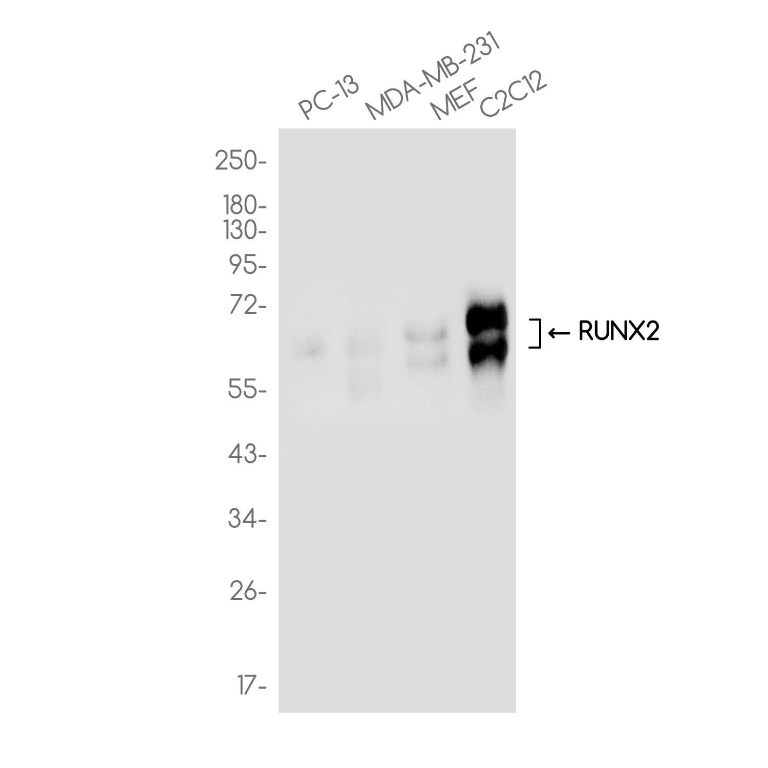 RUNX2 Rabbit mAb