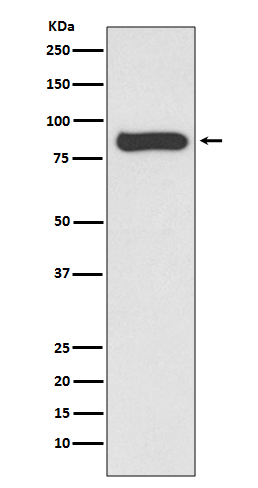 STAT4 Rabbit mAb