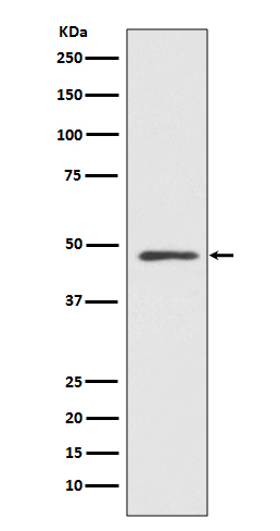 MEK7 Rabbit mAb