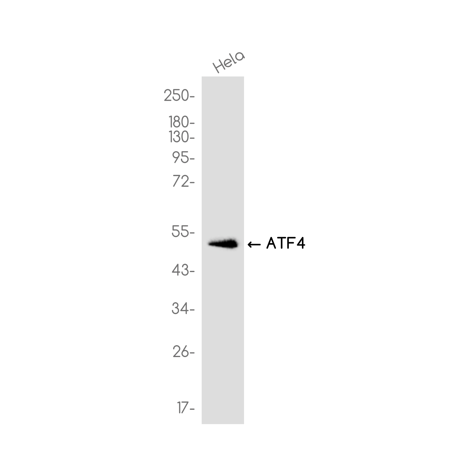 ATF4 Rabbit mAb