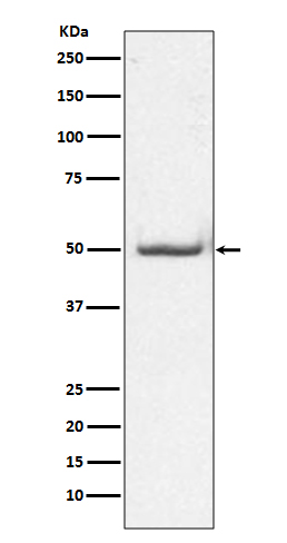 Phospho-c-Jun (Thr91) Rabbit mAb