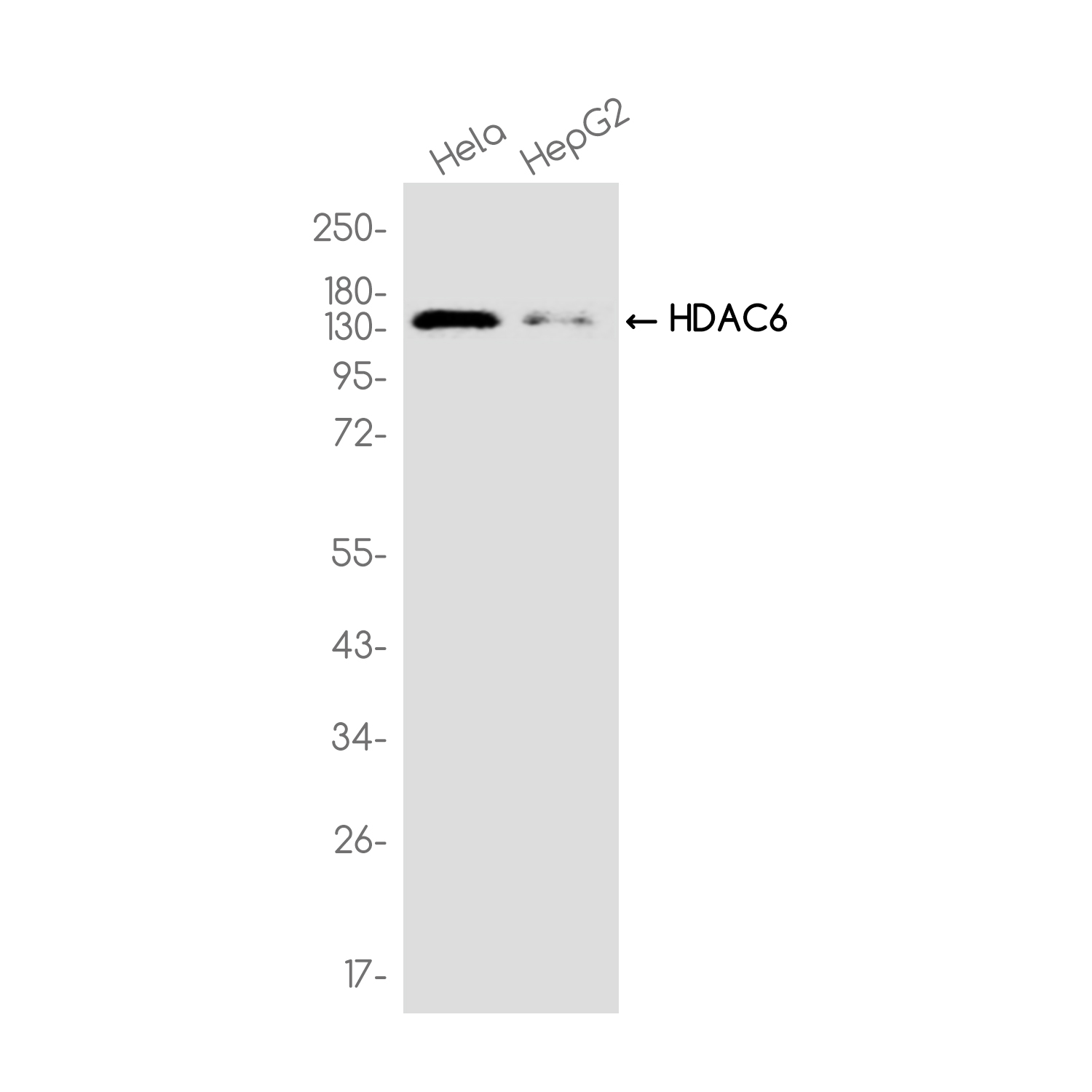 HDAC6 Rabbit mAb