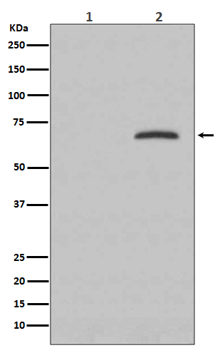 Phospho-Paxillin (Tyr118) Rabbit mAb