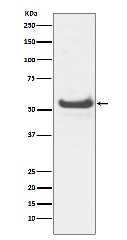 JNK3 Rabbit mAb