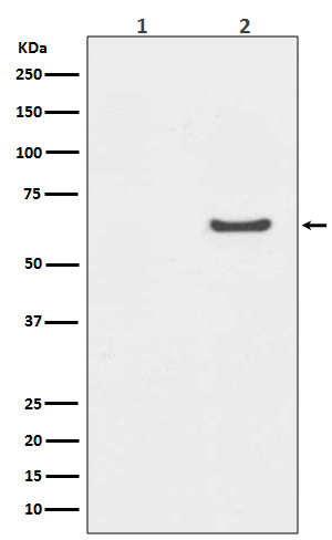 Phospho-AKT1 (Ser129) Rabbit mAb