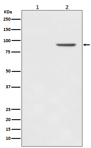 Phospho-STAT1 (Tyr701) Rabbit mAb