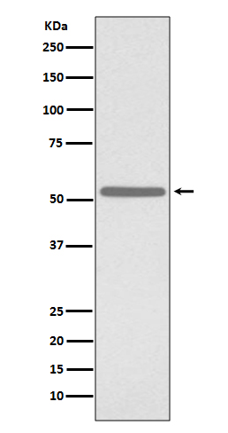 CDC25C Rabbit mAb