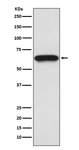 CDC25B Rabbit mAb