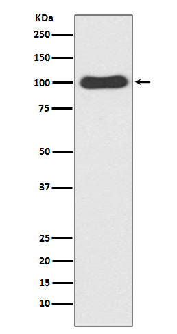 CDC5 Rabbit mAb