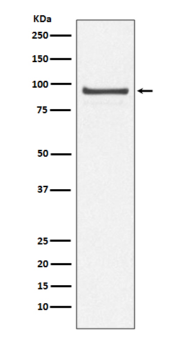 CDC27 Rabbit mAb