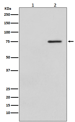 Phospho-Raf1 (Ser621) Rabbit mAb