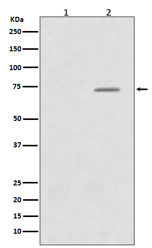 Phospho-Raf1 (Ser43) Rabbit mAb