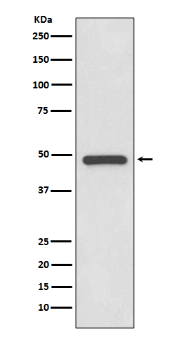 PAX8 Rabbit mAb