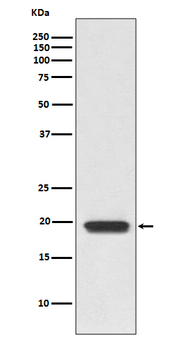 CD3D Rabbit mAb